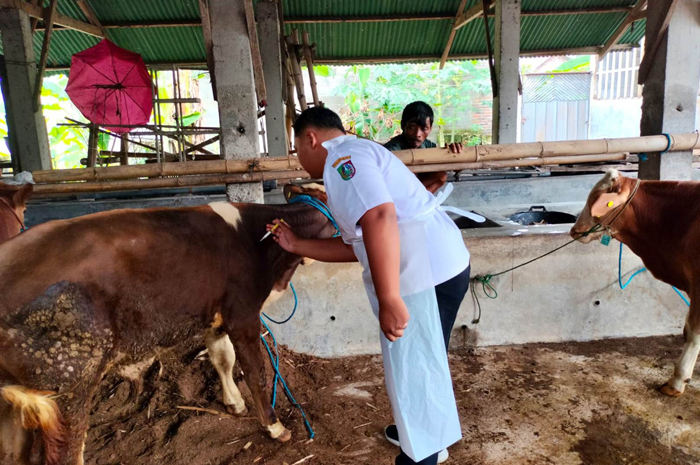 MENINGKAT: Dinas Peternakan (Disnak) Jombang kembali memberikan vaksin untuk peternak.