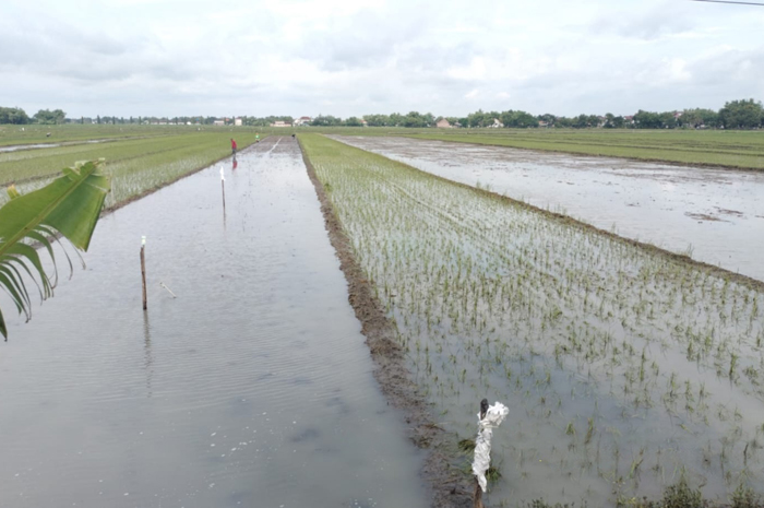 SURUT: Kondisi sawah di Dusun Mernung Lor Desa Sumbernongko Kecamatan Ngusikan, Jombang mulai surut usai tergenang banjir beberapa hari lalu.