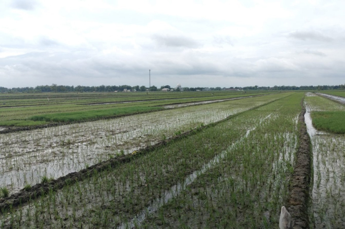 SURUT: Kondisi sawah di Dusun Mernung Lor Desa Sumbernongko Kecamatan Ngusikan, Jombang mulai surut usai tergenang banjir beberapa hari lalu.