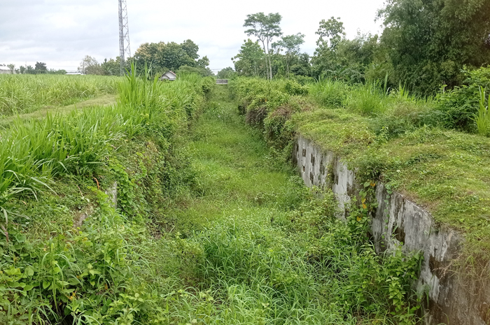 NGANGGUR: Kondisi irigasi Pariterong di Dusun/Desa Pundong, Kecamatan Diwek, Jombang ditumbuhi semak belukar.