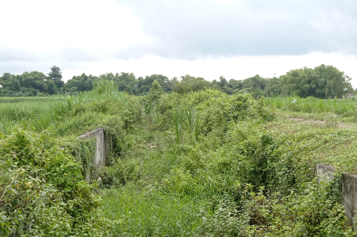 NGANGGUR: Kondisi irigasi Pariterong di Dusun/Desa Pundong, Kecamatan Diwek, Jombang ditumbuhi semak belukar.