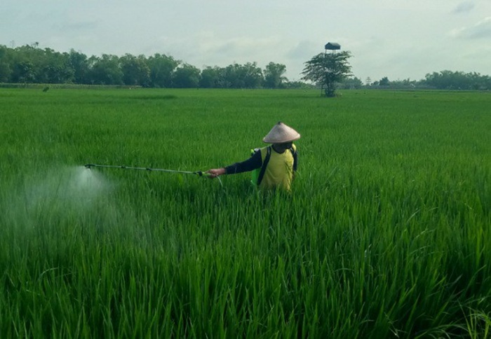 DISEMPROT: Petani di Desa Purisemanding, Kecamatan Plandaan, Jombang menyempot tanaman padi terserang penyakit kresek.