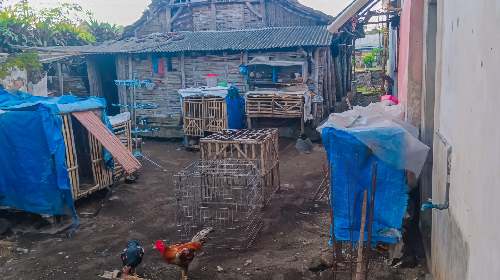 Aksi pencurian hewan ternak jenis unggas membuat resah warga di Desa Pulorejo, Kecamatan Ngoro, Jombang.