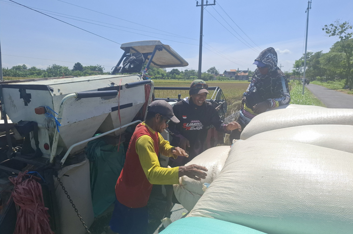 MULAI PANEN: Petani memanen padi di Desa Sidomulyo, Kecamatan Megaluh, Jombang menggunakan mesin combine.
