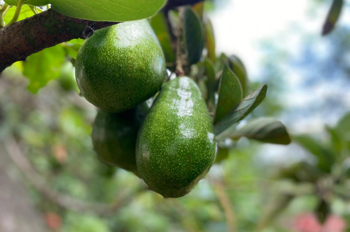 Alpukat varietas miki di kebun milik Sunoto 51, warga Dusun Notorejo, Desa/Kecamatan Wonosalam, Jombang, (18/2).