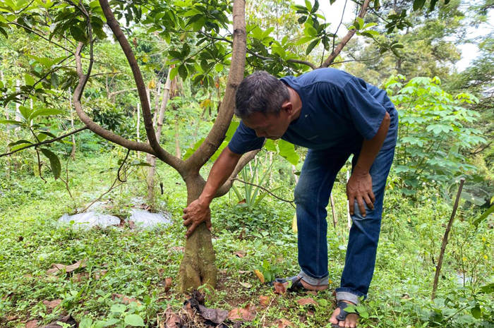 DIRAWAT: Sunoto 51, warga Dusun Notorejo, Desa/Kecamatan Wonosalam, Jombang merawat alpukat varietas miki di kebunnya, (18/2).