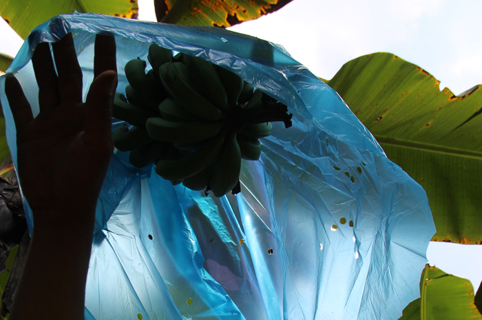 DITANAM: Petani menanam pisang jenis cavendish di Dusun Segunung, Desa Carangwulung, Wonosalam, Jombang. 