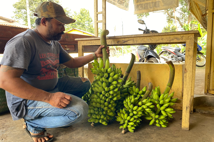 MELIMPAH: Heri Susanto, salah satu petani pisang saat menunjukkan pisang usai panen di Dusun Tukum, Desa/Kecamatan Wonosalam, Jombang, Rabu (25/2). 