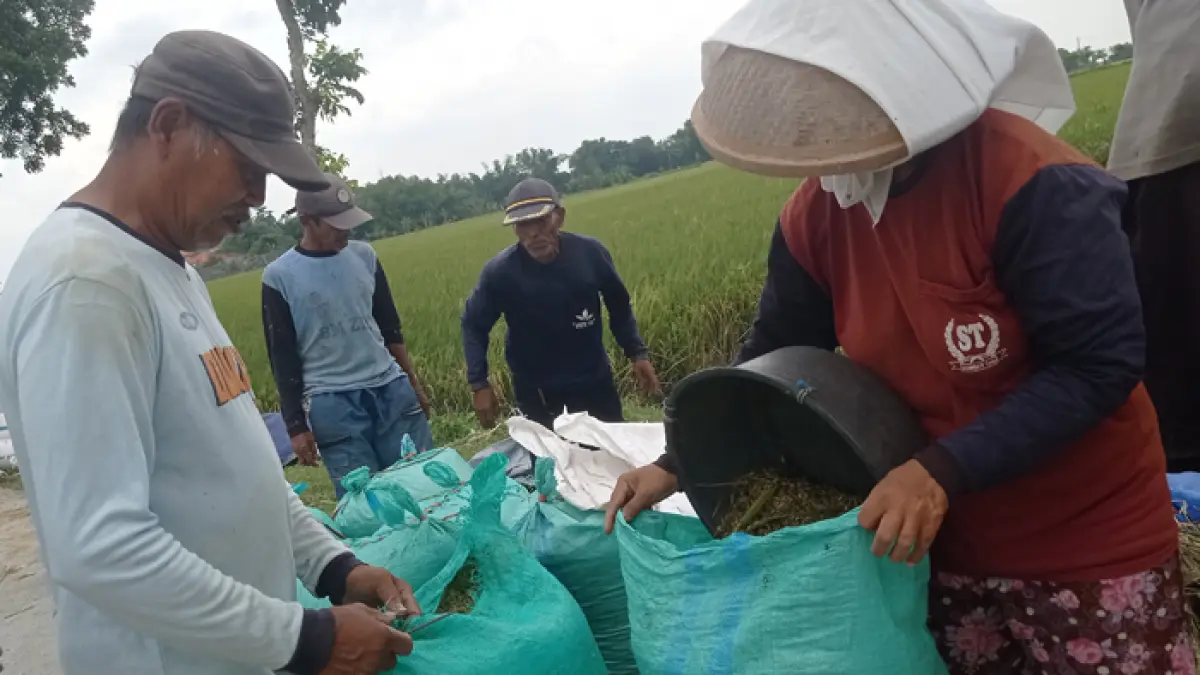 Musim panen padi di Kabupaten Jombang diperkirakan mencapai puncaknya pada April 2026.