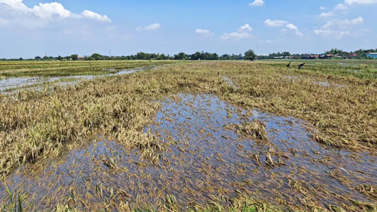 TERANCAM GAGAL PANEN: Padi yang siap panen di Dusun Beluk, Desa Jombok, Kecamatan Kesamben, Jombang terendam banjir luapan Afvoer Watudakon. (Ainul Hafidz/Radar Jombang)