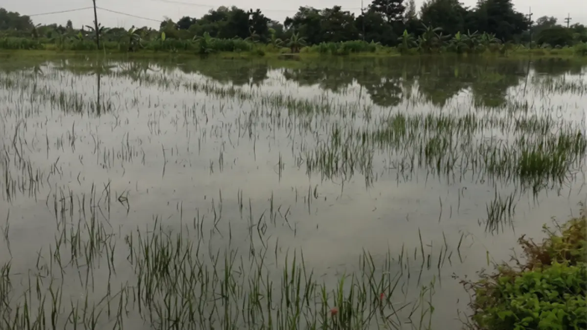 TERENDAM: Sawah di Desa Carangrejo, Kesamben, Jombang masih terendam banjir (1/4). (Anggi Fridianto/Radar Jombang)