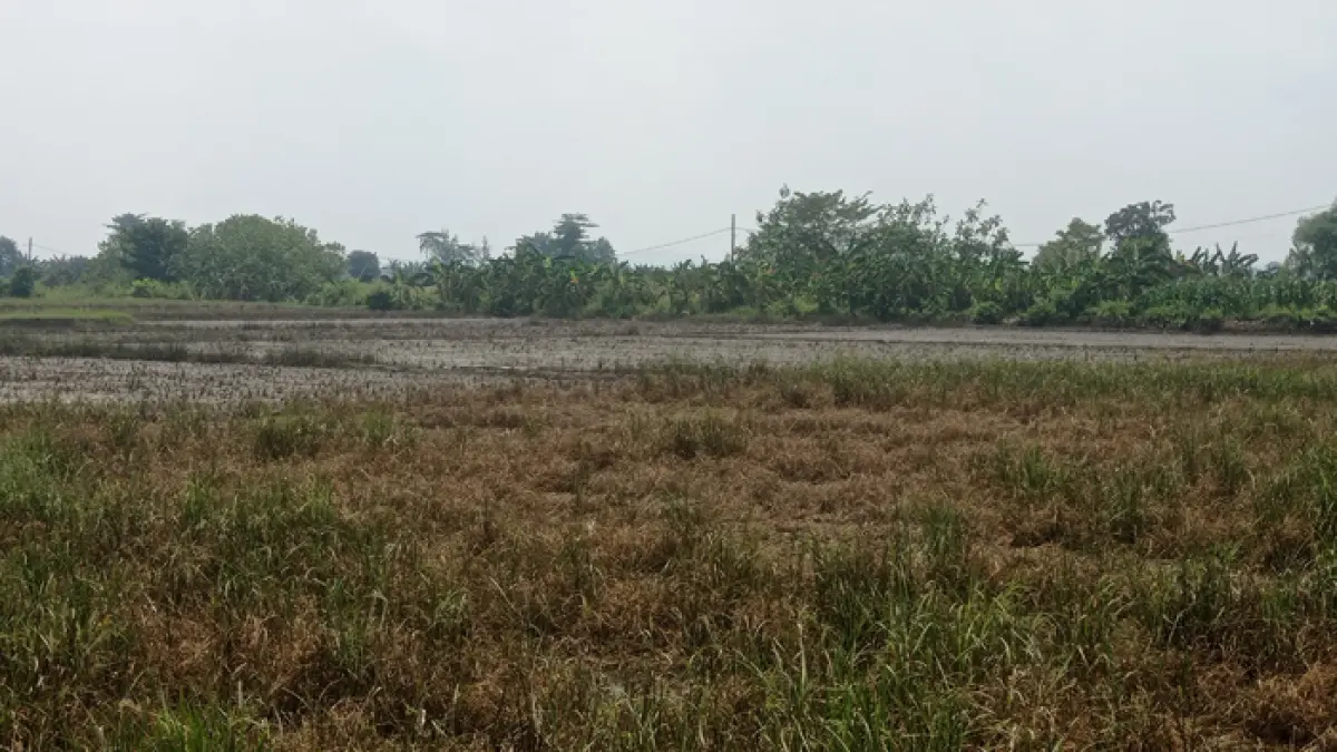 TERDAMPAK: Tanaman padi di Desa Carangrejo, Kecamatan Kesamben, Jombang terdampak banjir luapan Afvoer Watudakon. (Ainul Hafidz/Radar Jombang)