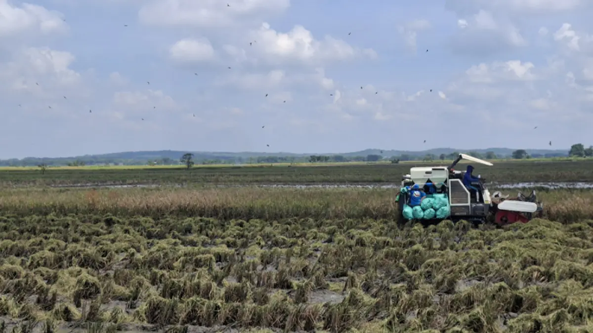 MODERN: Petani di Dusun/Desa Bangsri, Kecamatan Plandaan, Jombang memanen padi menggunakan mesin comobine. (Ainul Hafidz/Radar Jombang)