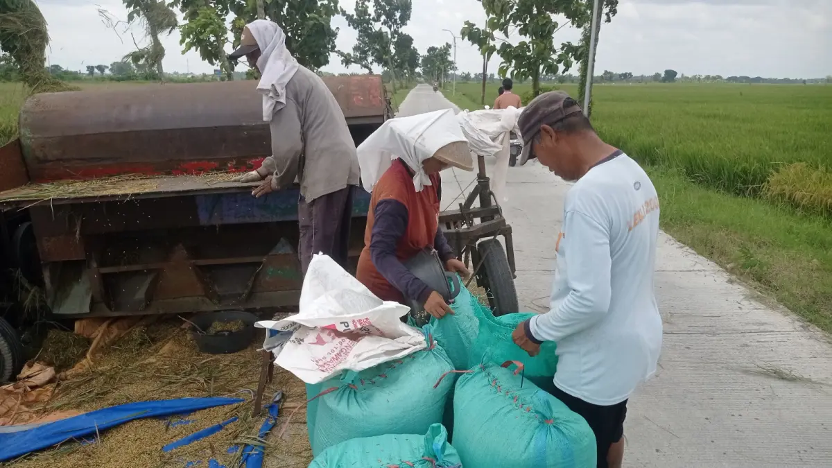 DIPANEN: Petani memanen padi menggunakan mesin perontok di Kecamatan Plandaan, Jombang. (Ainul Hafidz/Radar Jombang)