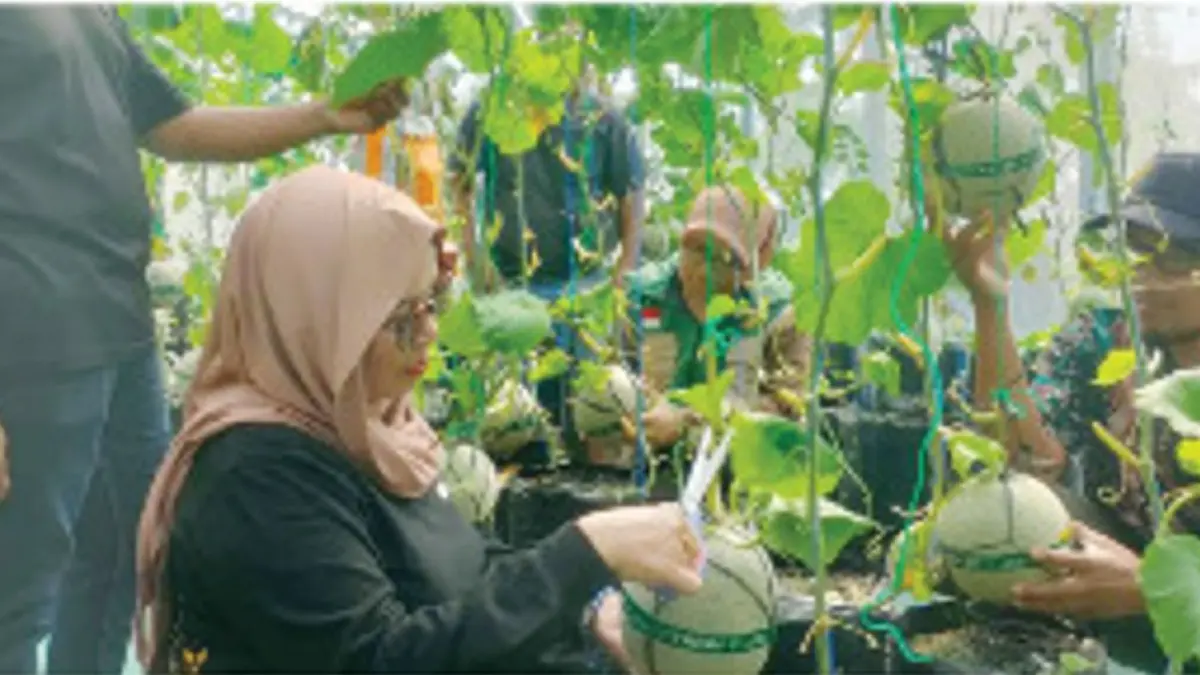 Kepala Desa Bulurejo Supraptini (dua dari kiri) didampingi Sunyoto Ketua P2L Bulurejo dan pendamping dari Dinas Pertanian Jombang serta warga setempat saat memanen melon di kawasan ASC.