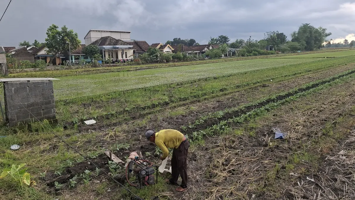 DIRAWAT: Petani di Desa Watudakon, Kecamatan Kesamben, Jombang merawat tanaman semangka.