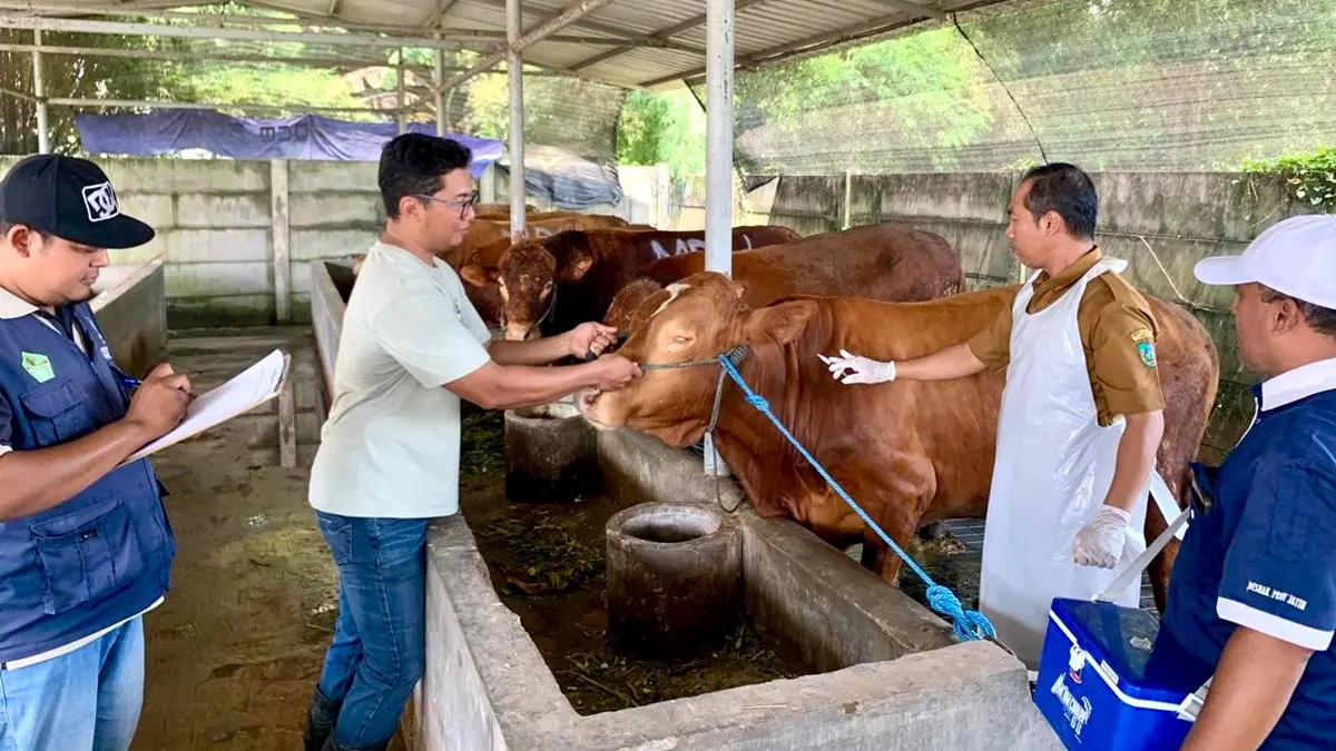 KEBUT: Dinas Peternakan Jombang melakukan vaksin hewan ternak di Desa Bendet, Kecamatan Diwek, Jombang, (8/5). (Azmy Endiyana/Radar Jombang)
