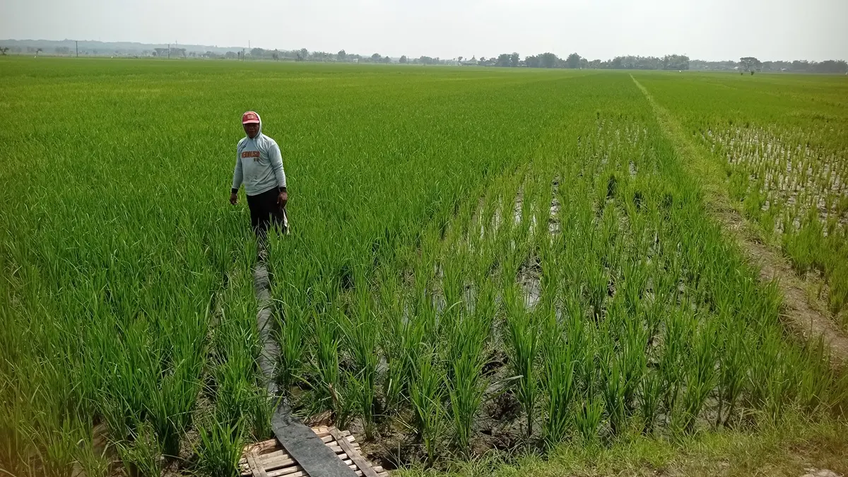 TERDAMPAK: Petani di Desa Jatimlerek, Kecamatan Plandaan, Jombang terdampak rusaknya pintu enam Dam Karet Jatimlerek. (Ainul Hafidz/Radar Jombang)