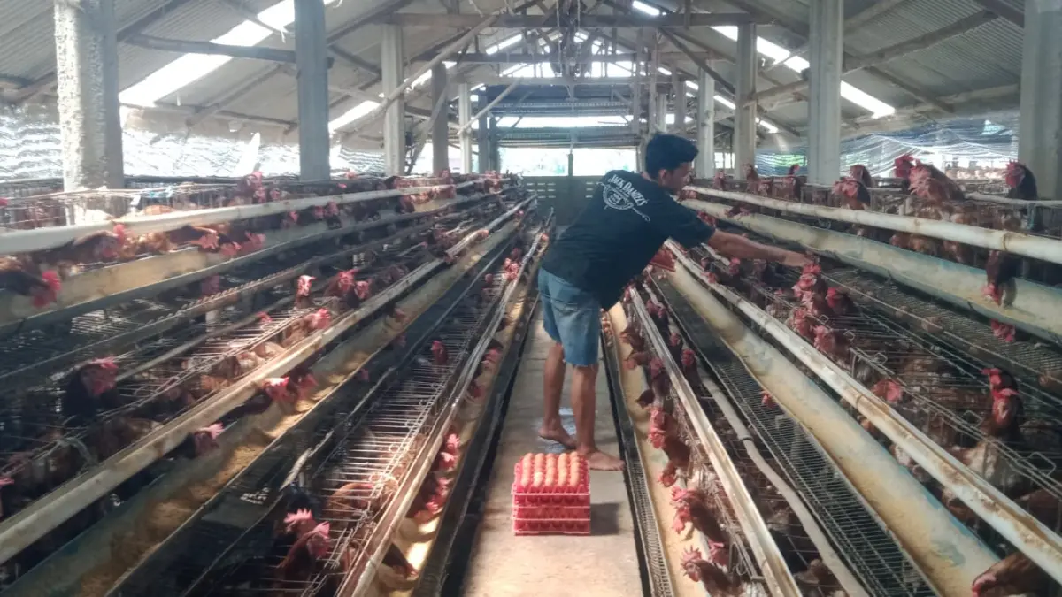 Peternak ayam petelur di Jombang yang kini kelimpungan dihadapkan dengan harga jual telur yang terjun tajam