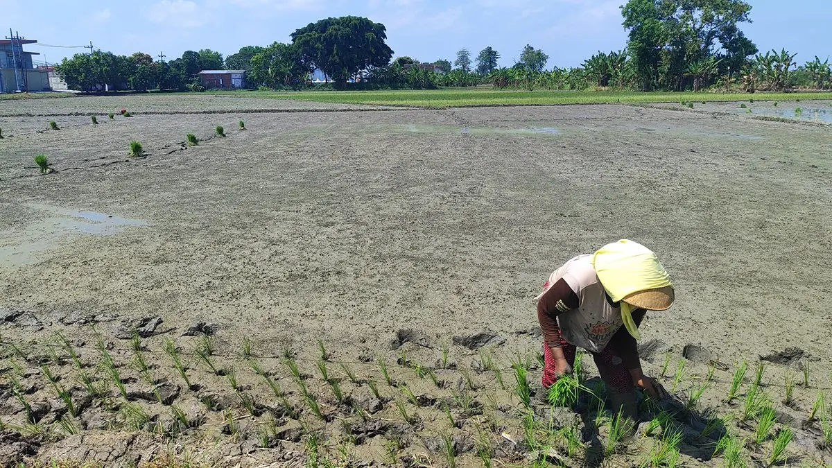 Dampak pintu enam Dam Karet Jatimlerek jebol, irigasi pertanian di Kecamatan Plandaan, Jombang macet. (Ainul Hafidz/Radar Jombang)
