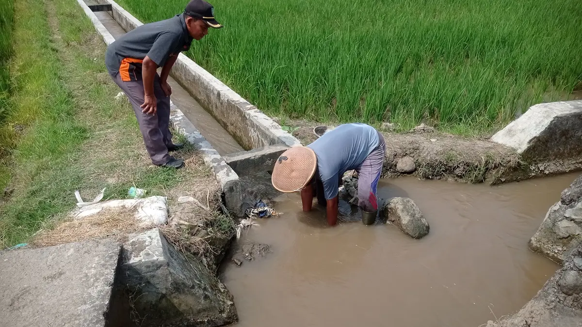 BELUM NORMAL: Petani di Desa Jatimlerek, Kecamatan Plandaan, Jombang mengairi sawahnya. (Ainul Hafidz/Radar Jombang)