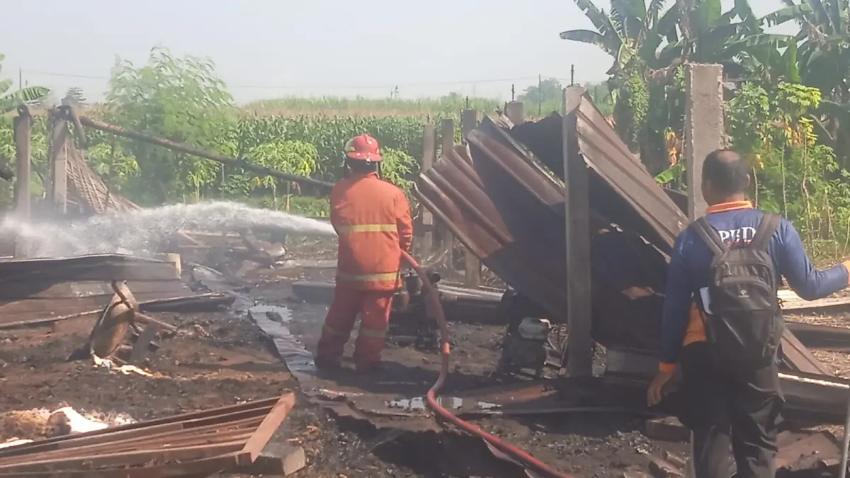 Kandang ternak milik Abd Chalim di Dusun Caruban, Desa Alang Alang Caruban, Kecamatan Jogoroto, Kabupaten Jombang terbakar, Jumat (29/5) pagi. (Achmad RW/Radar Jombang)