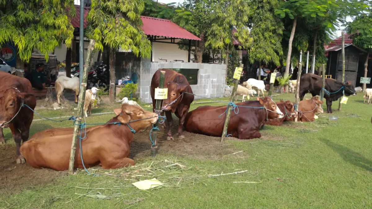 Kapolres Jombang Salurkan 39 Hewan Kurban.