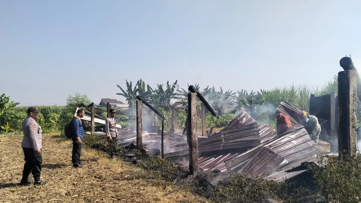 Kebakaran kandang ternak di Desa Alang Alang Caruban, Kecamatan Jogoroto, Jombang Jumat (29/5) pagi, menghanguskan bangunan sekaligus puluhan hewan peliharaan.