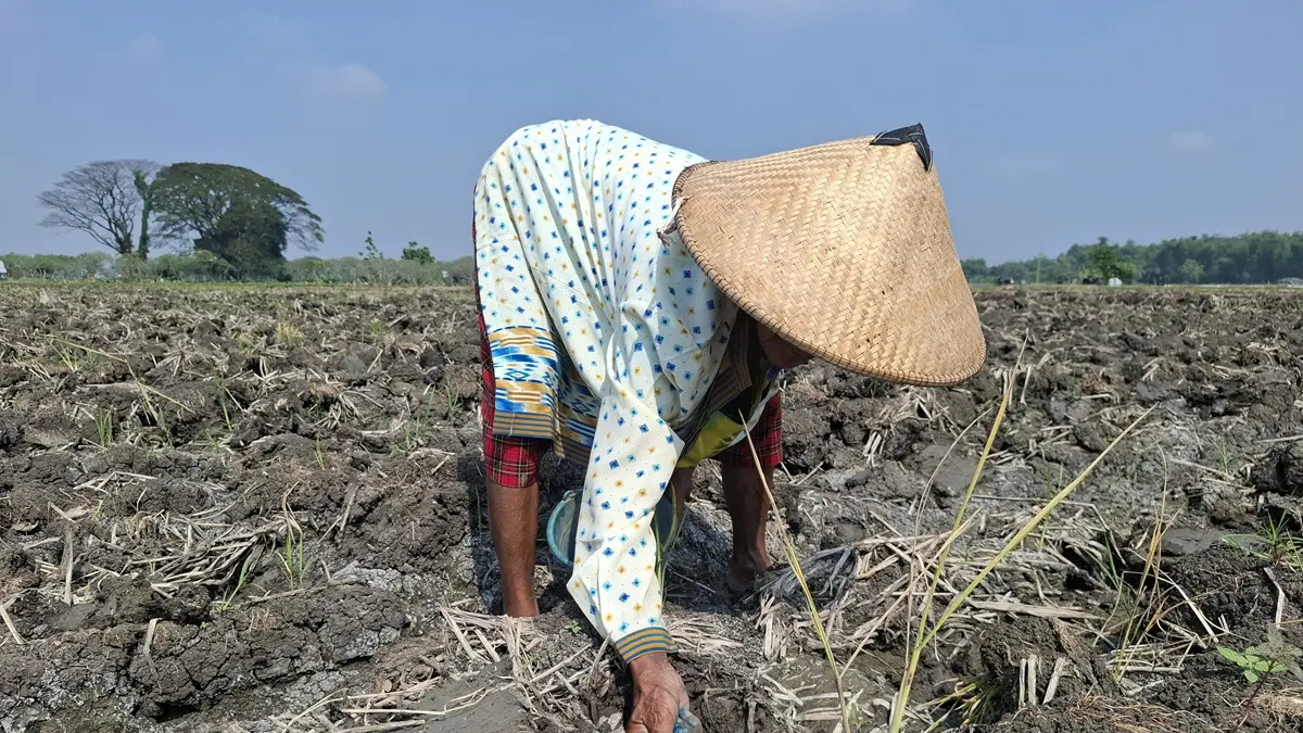 TELATEN: Petani menanam tembakau di Desa Jatibanjar, Kecamatan Ploso, Jombang, (3/6). (Achmad RW/Radar Jombang)