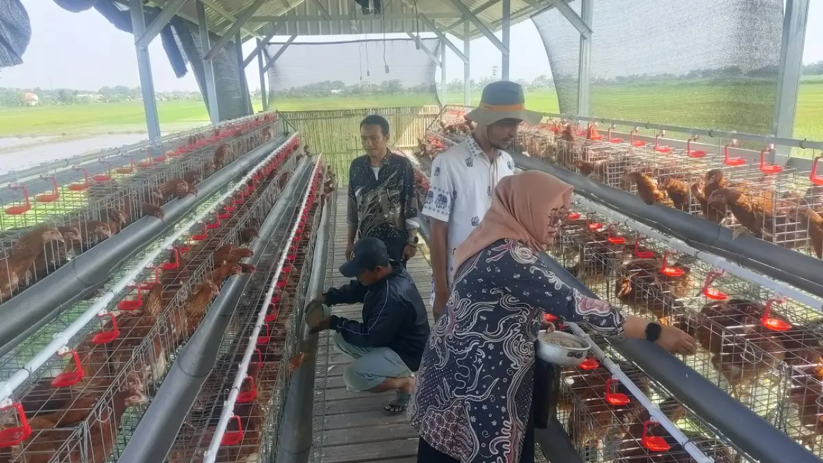 Kepala Desa Plosogenuk Purnami (depan paling kiri) didampingi Sulton Hidayat Direktur BUMDes Karya Mulur, Amnan Kepala Unit Ketahanan Pangan dan Fathul Hadi Kaur Perencanaan Desa Plosogenuk saat memberi makan ayam petelur.