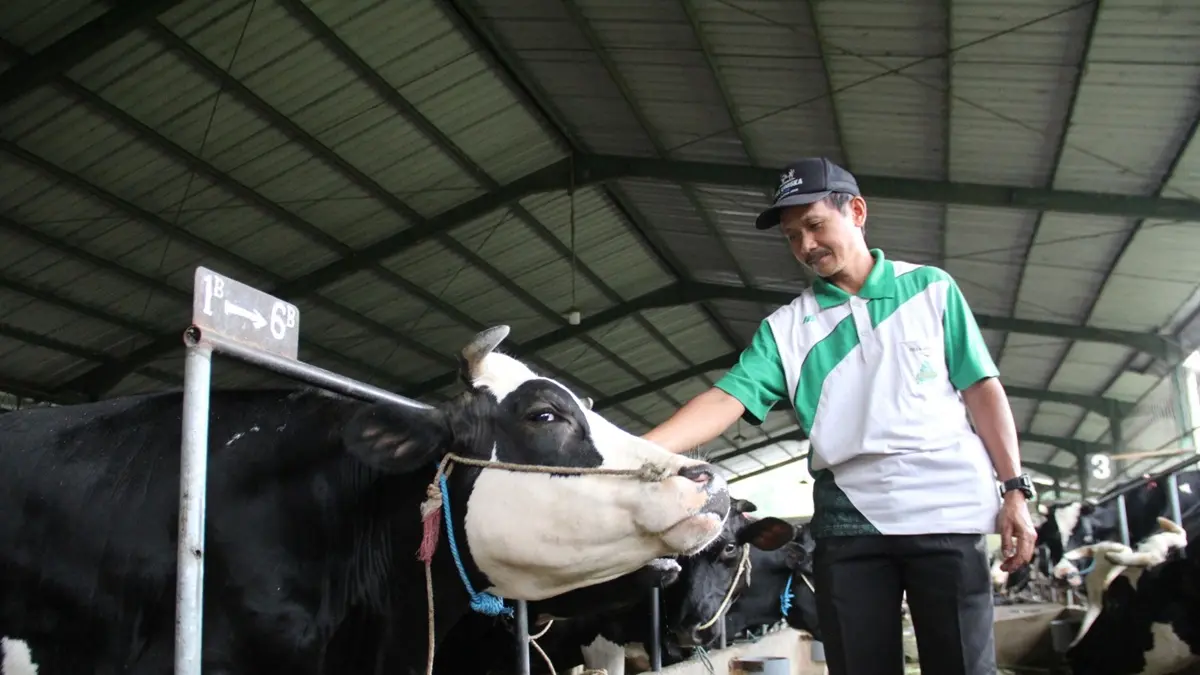 BERKEMBANG: Peternak saat berada di kandang sapi perah di Desa Galengdowo, Kecamatan Wonosalam, Jombang. (Anggi Fridianto/Radar Jombang) 