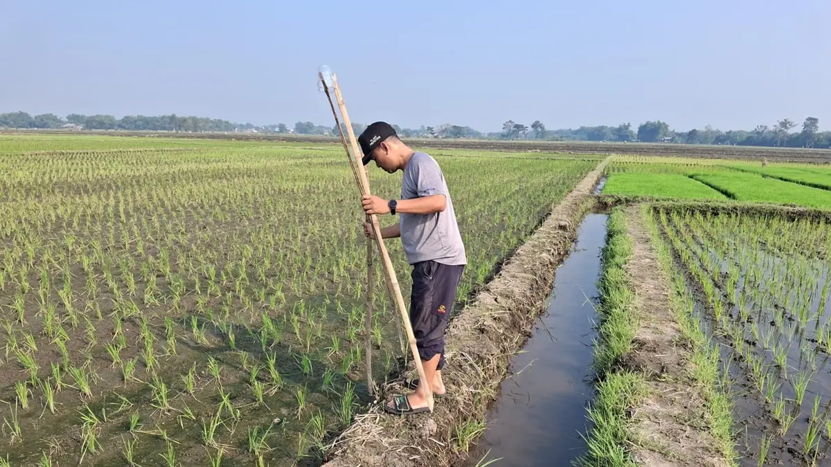 Ancaman organisme pengganggu tanaman (OPT) masih menghantui petani padi di Kabupaten Jombang. (Azmy Endiyana/Radar Jombang)