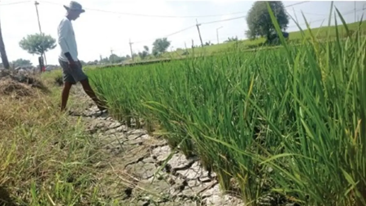 KEKURANGAN AIR: Sawah milik petani di Dusun Tambakrejo, Desa Karangmojo, Kecamatan Plandaan, Jombang mulai merekah. (Ainul Hafidz/Radar Jombang)