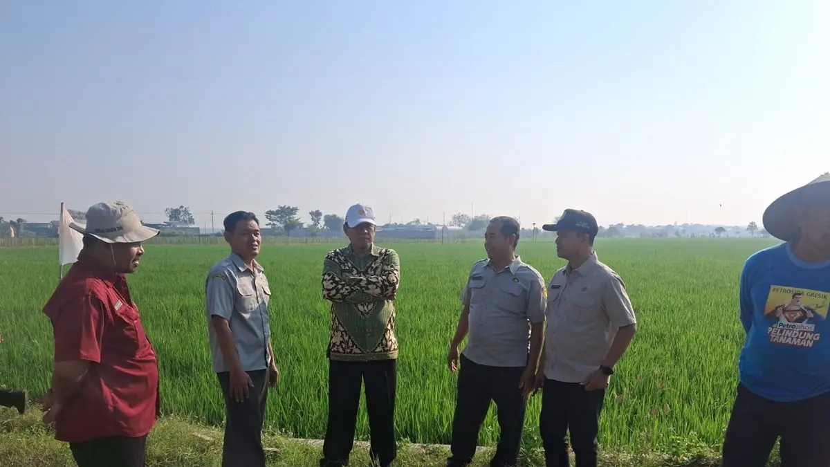 RAWAN: Disperta Jombang melakukan pengecekan ke sawah di Desa latsari, Kecamatan Mojowarno. (Azmy Endiyana/Radar Jombang)