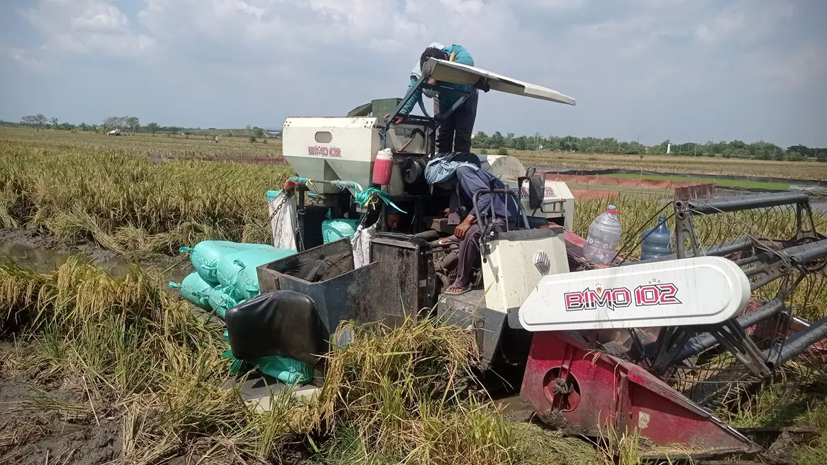 DIPANEN: Petani di Desa Kedungmlati, Kecamatan Kesamben, Jombang memanen padi menggunakan mesin combine harvester. (Ainul Hafidz/Radar Jombang)
