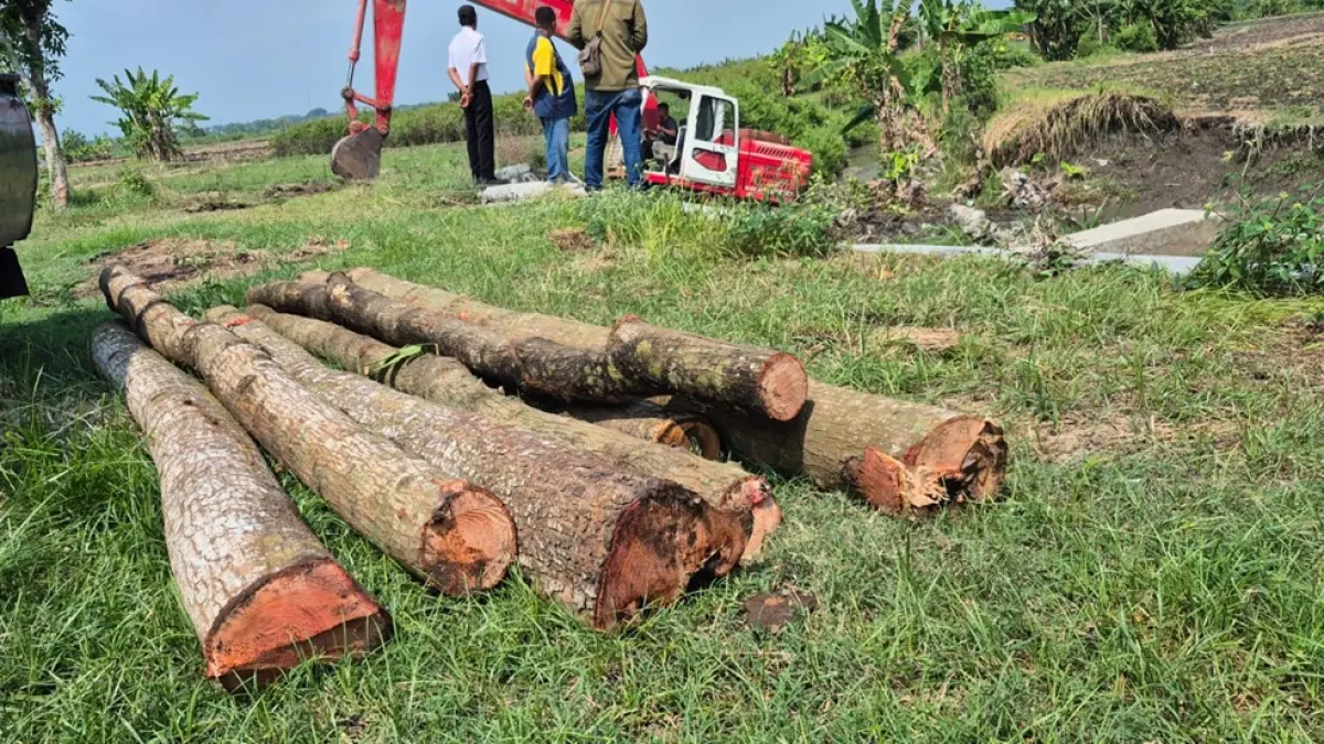 Tanggul Sungai Avoer di Desa Purisemanding, Kecamatan Plandaan, Jombang ambrol sepanjang 10 meter. (Azmy Endiyana/Radar Jombang)