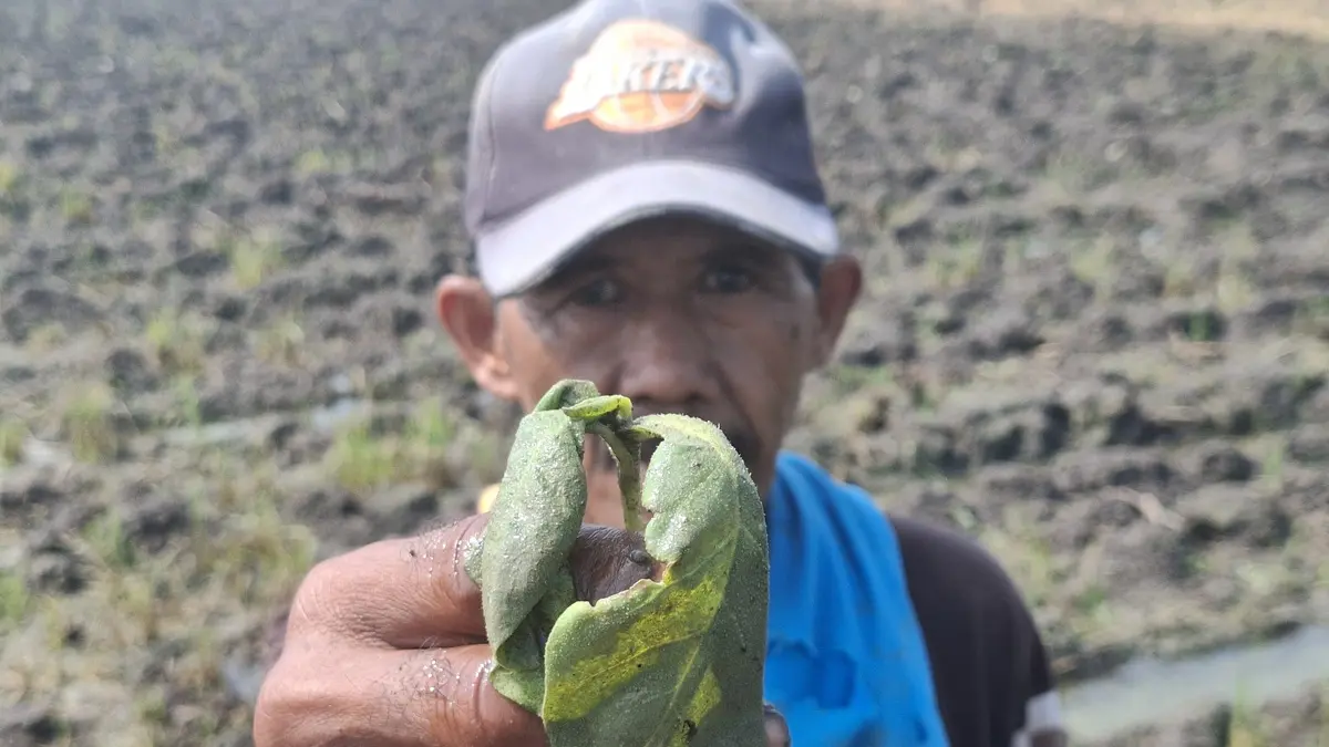 MERUGI: Petani tembakau di Dusun Sidokaton, Desa Sidokaton, Kecamatan Kudu, Jombang menunjukkan tanaman yang mati Kamis (25/6) pagi. (Achmad RW/Radar Jombang)