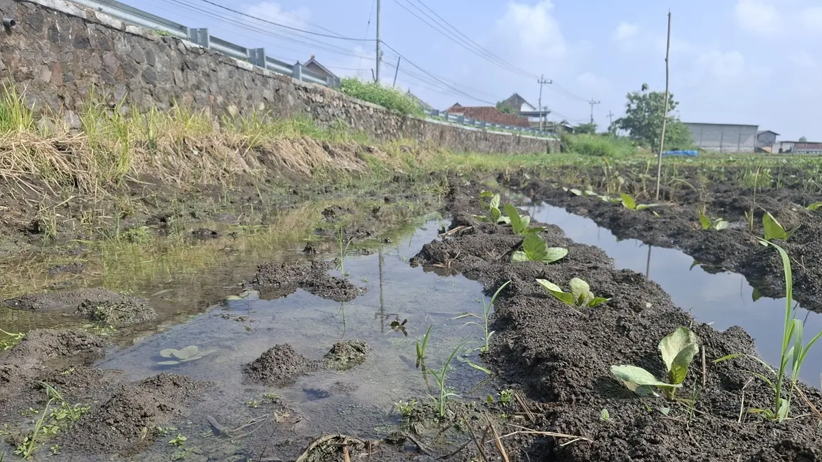 MERUGI: Petani tembakau di Dusun Sidokaton, Desa Sidokaton, Kecamatan Kudu, Jombang menunjukkan tanaman yang mati Kamis (25/6) pagi. (Achmad RW/Radar Jombang)