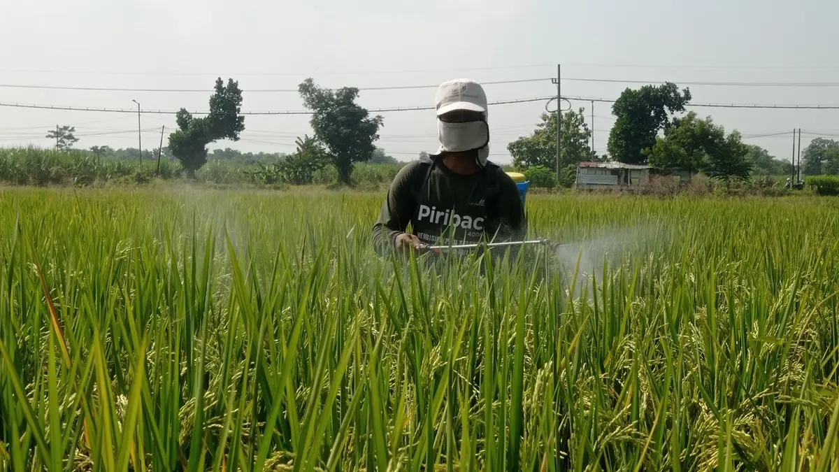 DISEMPROT: Petani di Desa Watugaluh, Kecamatan Diwek, Jombang merawat tanaman padinya. (Ainul Hafidz/Radar Jombang)