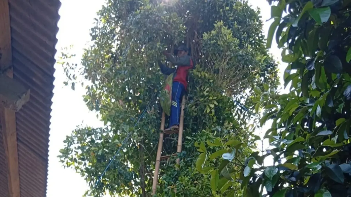 PANEN: Buruh tani cengkeh memanen cengkeh di Desa Jarak Kecamatan Wonosalam, Jombang, (24/6). (Anggi Fridianto/Radar Jombang)