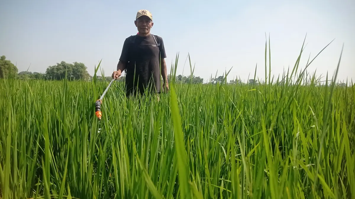 TELATEN: Petani di Desa Tinggar, Kecamatan Bandarkedungmulyo, Jombang menyemprot obat pestisida untuk mencegah serangan hama wereng. (Azmy Endiyana/Radar Jombang)