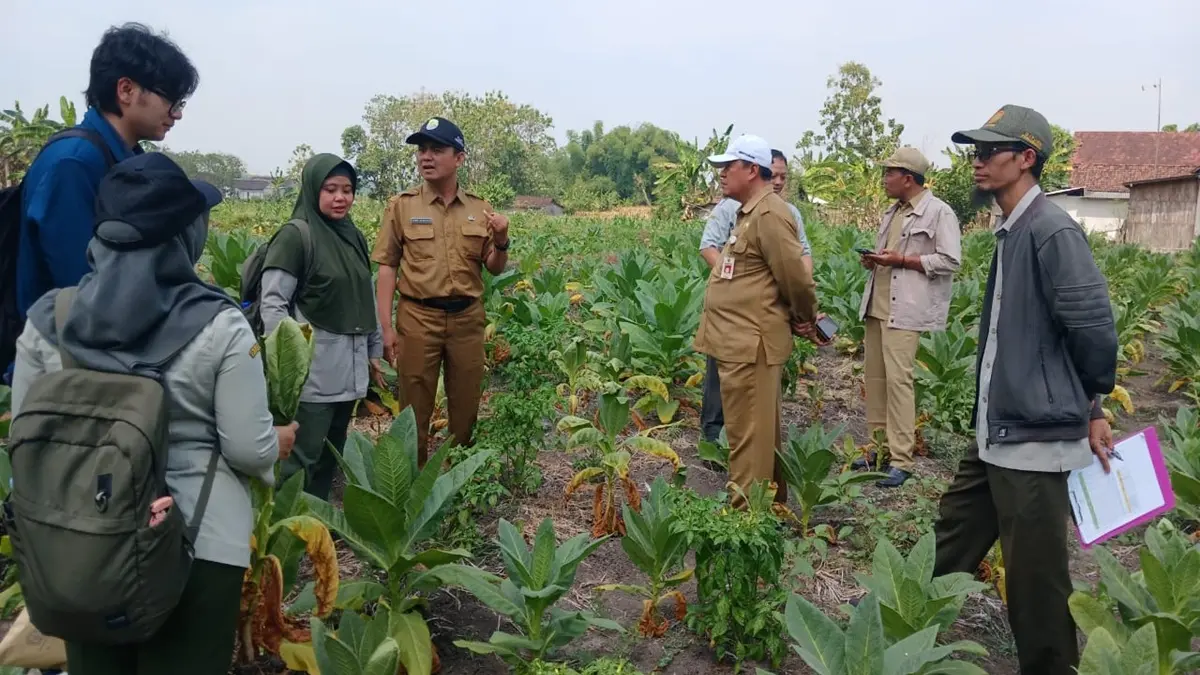 MASIF: Tanaman tembakau di Desa Tanjungwadung, Kecamatan Kabuh, Jombang terlihat layu setelah terserang jamur. (Azmy Endiyana/Radar Jombang)