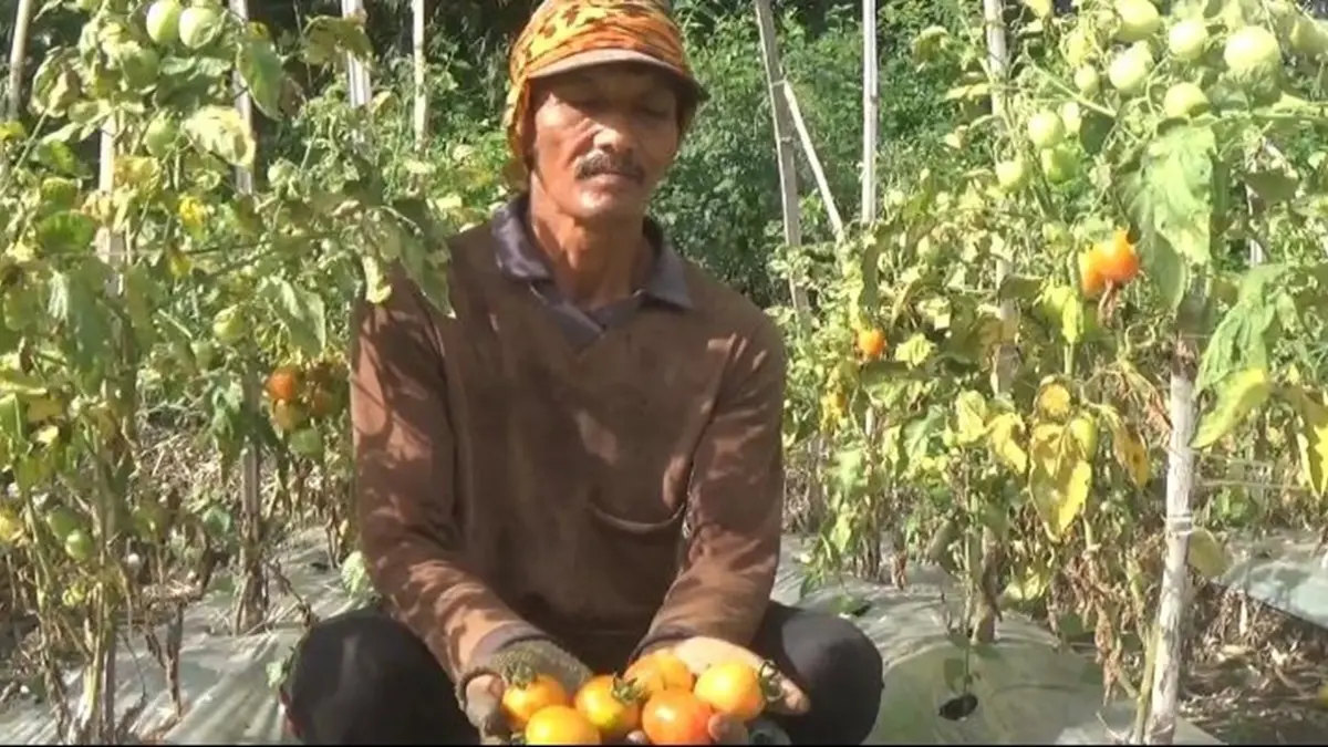 Petani tomat di Desa Pulorejo, Kecamatan Ngoro, Jombang memanen tomatnya. (Azmy Endiyana/Radar Jombang)