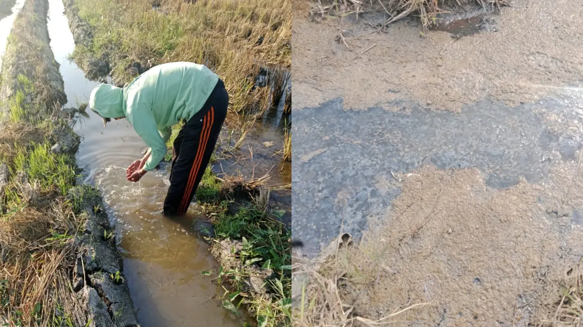 Kondisi sawah warga di Betek, Mojoagung Jombang yang tercemar limbah pabrik