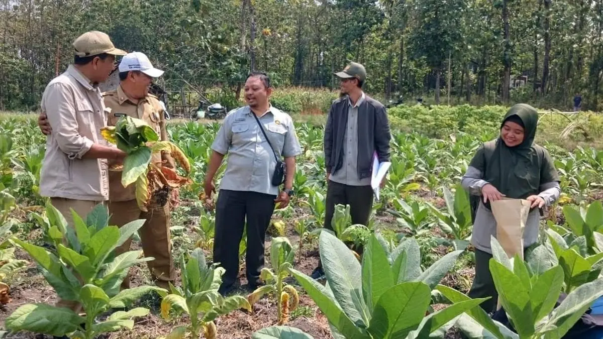 KOORDINASI: Kepala Desa Tanjungwadung Supono (paling kiri) mendampingi Kepala Disperta Kabupaten Jombang M Rony, tim SIANI BBPPTP Surabaya dan PPL BPP Kabuh meninjau kondisi tanaman tembakau di lahan Poktan Peyek, Desa Tanjungwadung, Senin (27/7). (Dwi Aris/Radar Jombang)