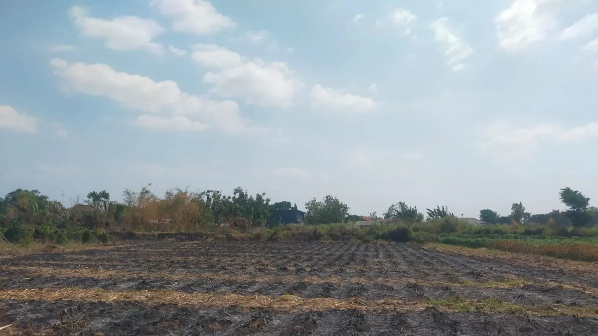 GOSONG: Bekas pembakaran lahan tebu masih terlihat di Desa Banyuarang, Kecamatan Ngoro, Jombang. (Azmy Endiyana/Radar Jombang) 