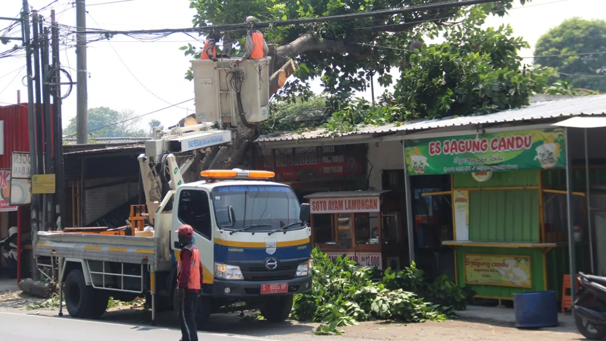 DITATA: Sejumlah petugas Dinas PUPR Jombang memangkas pohon di depan lapangan Untung Suropati Tambakberas, (12/8). (Anggi Fridianto/Radar Jombang)