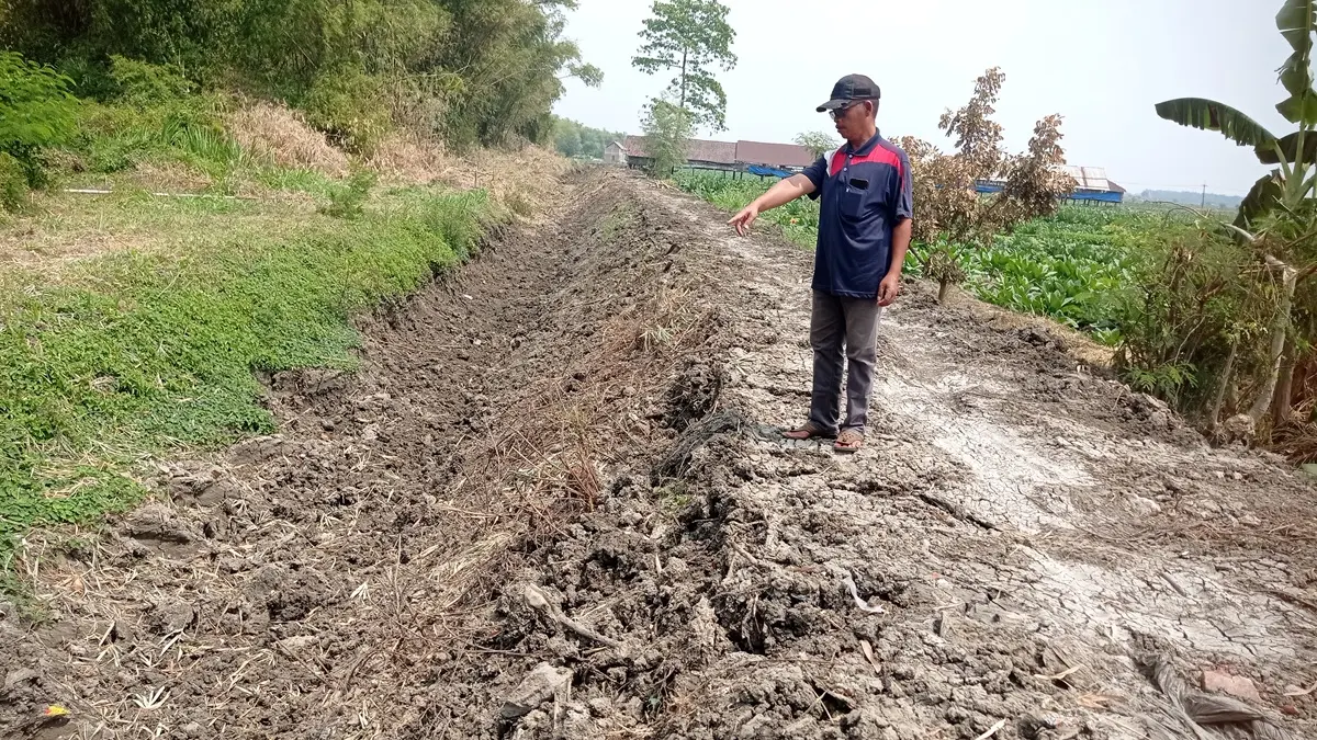 DIKERUK: Kades Gedongombo Lasiman menunjukkan saluran buang menuju Kali Marmoyo, Jombang yang dinormalisasi, (15/8). (Ainul Hafidz/Radar Jombang)