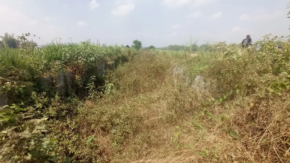 NGANGGUR: Rumput liar tumbuh subur di irigasi Pariterong Desa Pundong, Kecamatan Diwek, Jombang. (Ainul Hafidz/Radar Jombang)