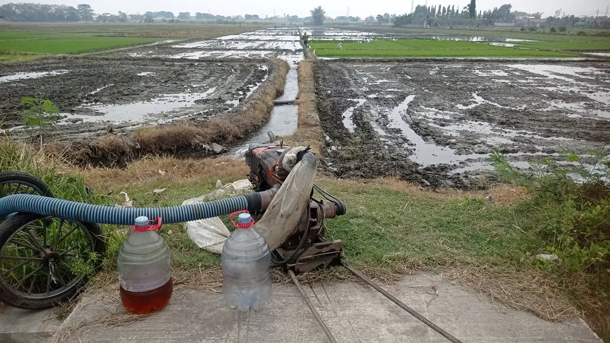 TANAM PADI LAGI: Petani di Desa Jabon, Kecamatan Jombang bersiap tanam padi di musim kemarau. (Ainul Hafidz/Radar Jombang)